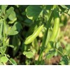 Fève Eleonora. Semences biologiques