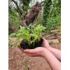 Composez votre assortiment de tomates bio pour un potager sain !