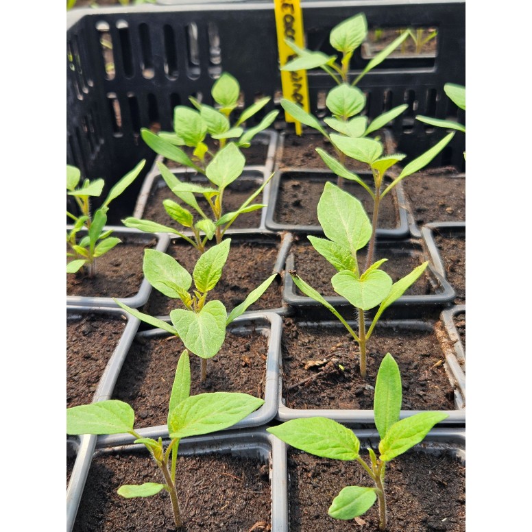 Composez votre assortiment de tomates bio pour un potager sain !