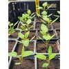 Composez votre assortiment de tomates bio pour un potager sain !