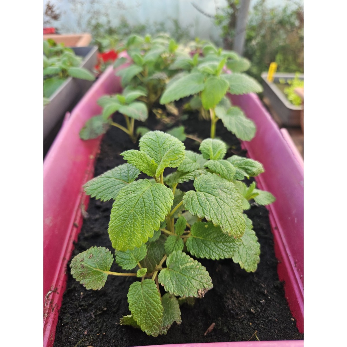 Assortiment de 12 plants d'aromatiques