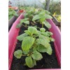 Assortiment de 12 plants d'aromatiques