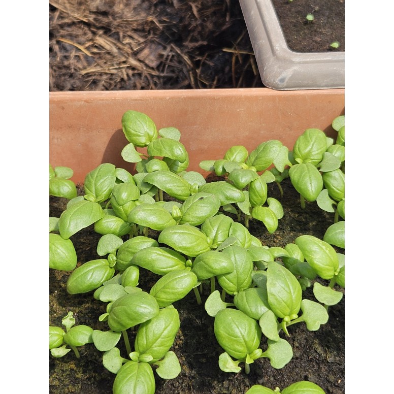 Assortiment de 12 plants d'aromatiques
