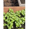 Assortiment de 12 plants d'aromatiques