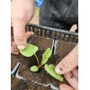 Plant de Rhubarbe