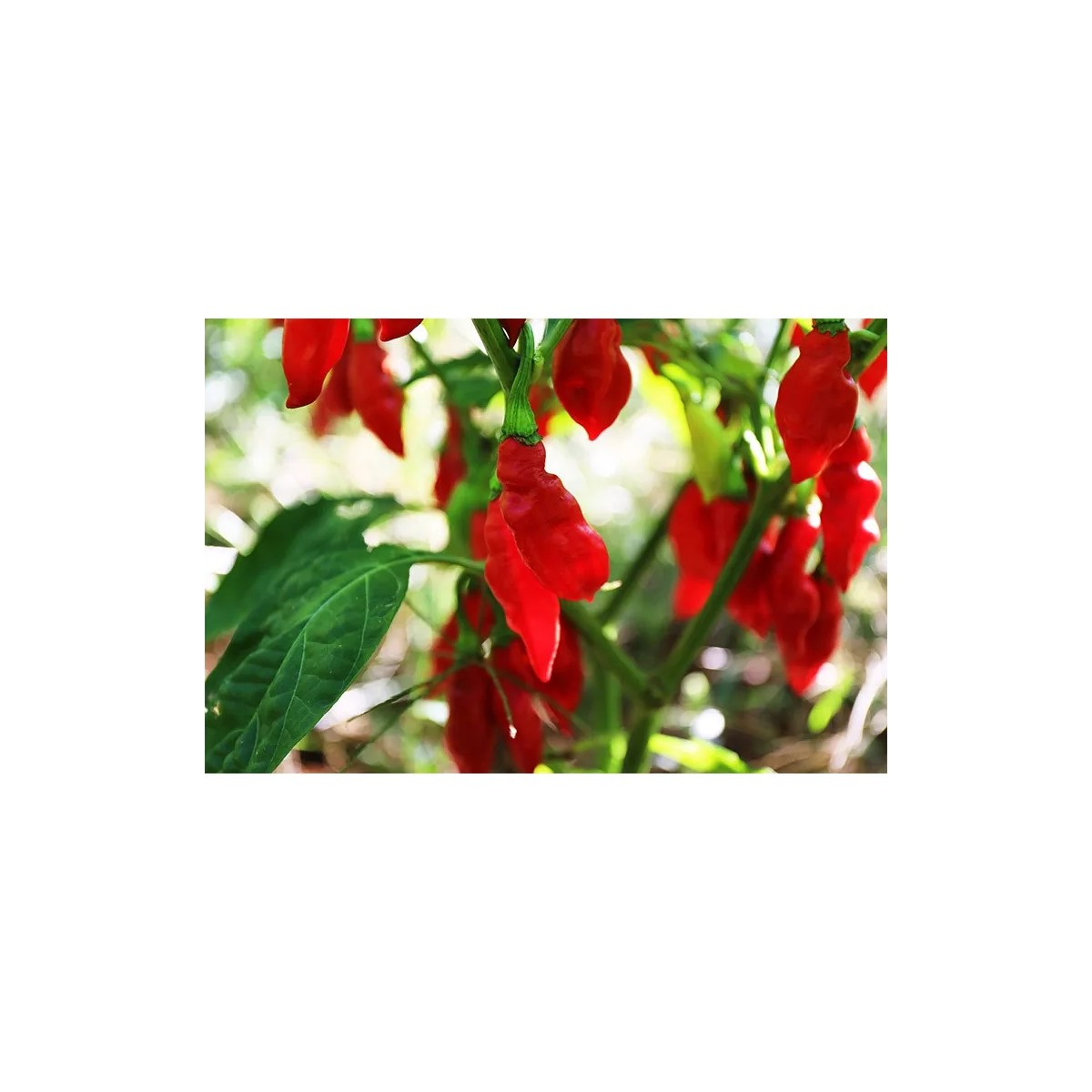 Piment Végétarien