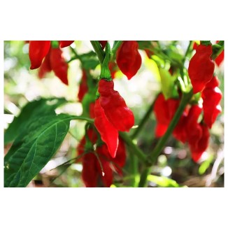 Piment Végétarien