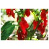 Piment Végétarien