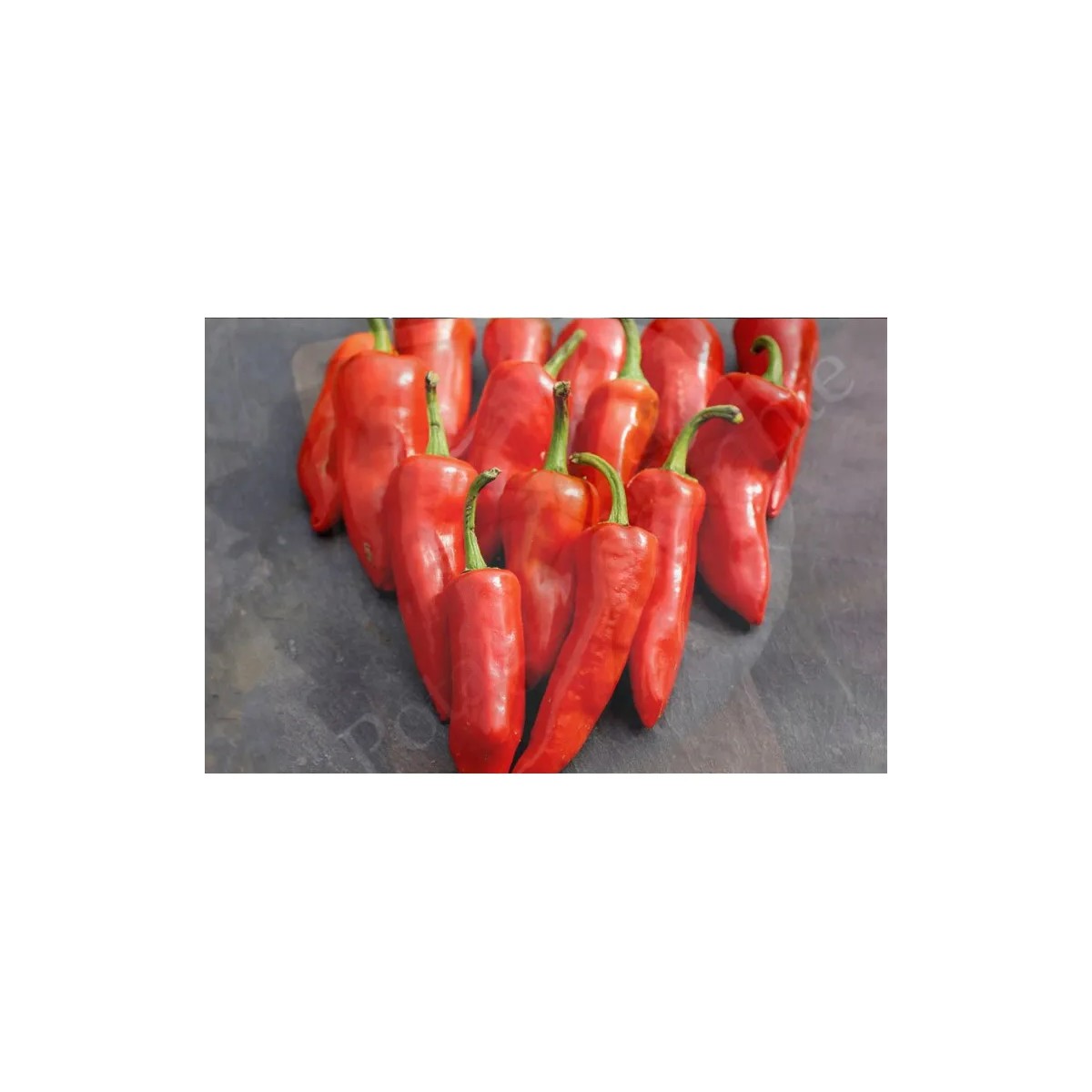 Assortiment de Plants de Piments : Saveurs Épicées pour votre jardin
