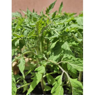 Plants de tomates bio