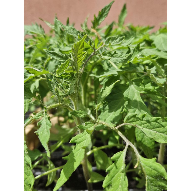 Plants de tomates bio