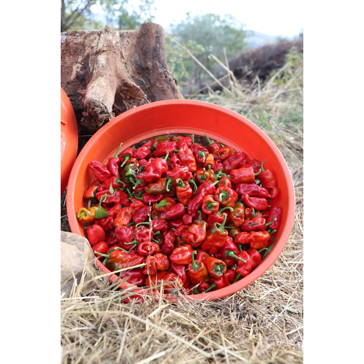 Piment Espagnol Padron. Semences biologiques.