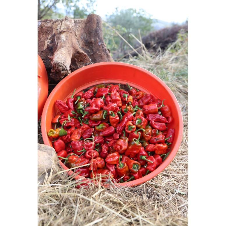 Piment Espagnol Padron. Semences biologiques.