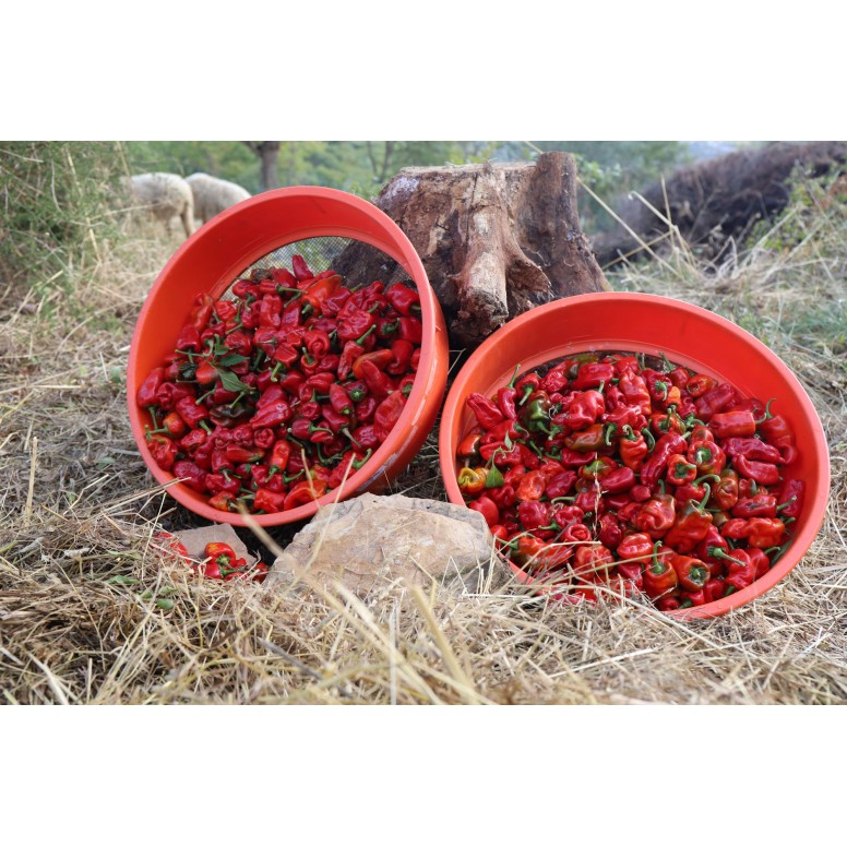 Piment Espagnol Padron