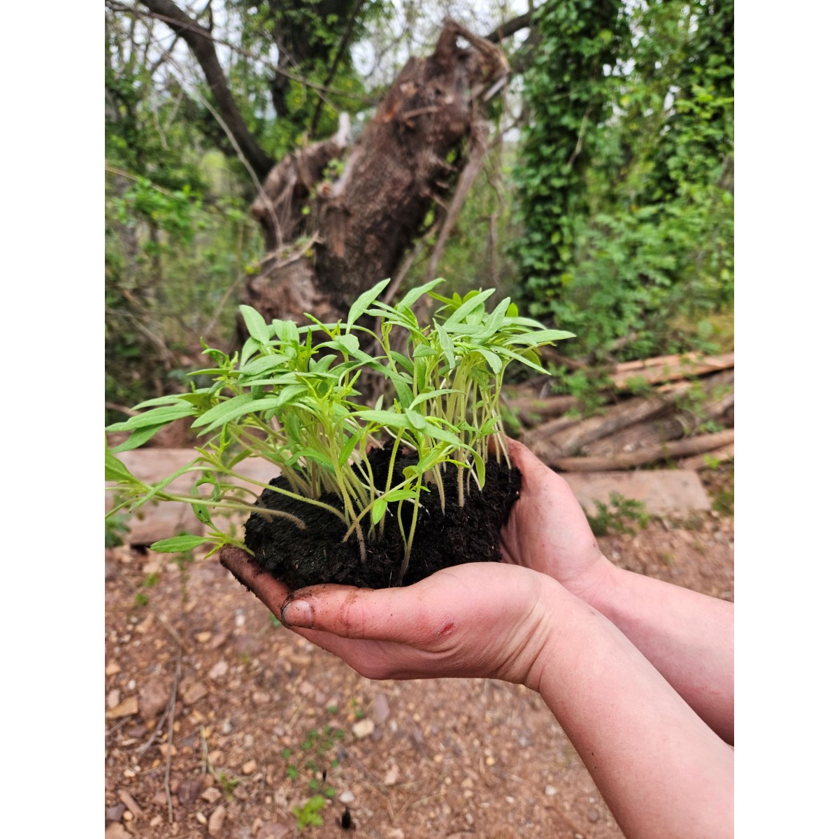 Cours en ligne : Semis, plantations et récolte de graines Bio