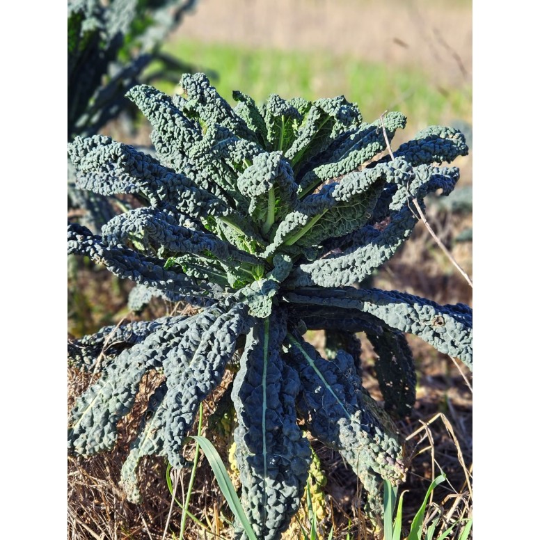Chou palmier noir de Toscane