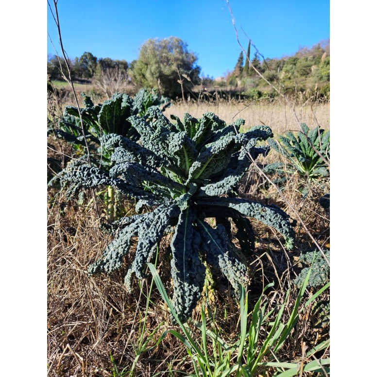 Chou Kale noir de Toscane