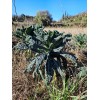 Chou Kale noir de Toscane