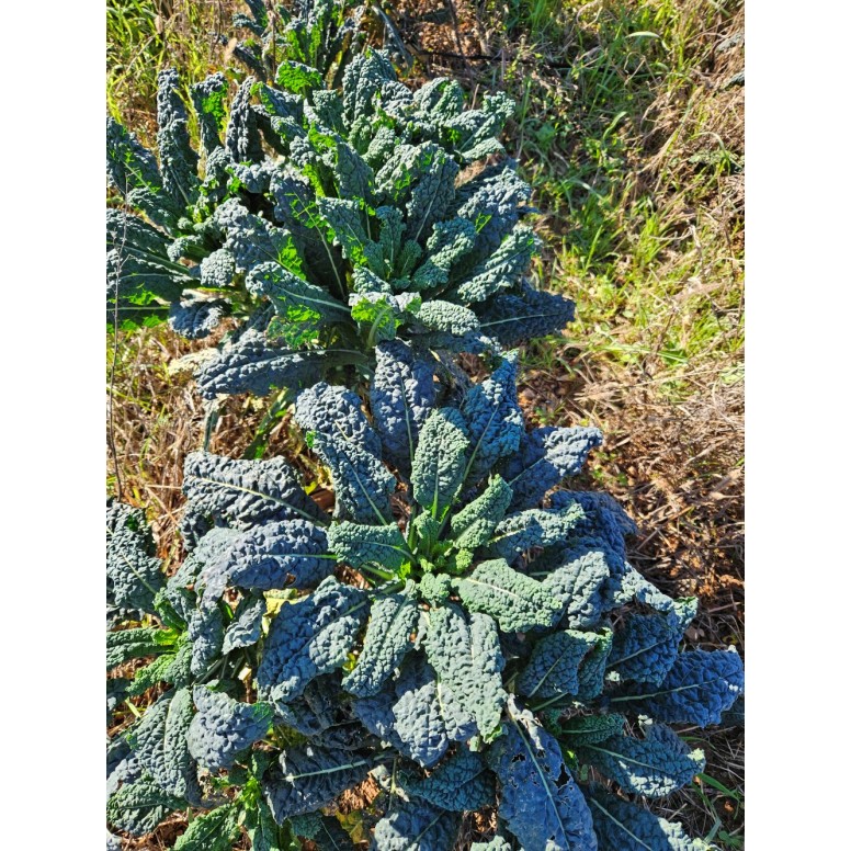 Chou Kale noir de Toscane