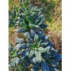 Chou Kale noir de Toscane
