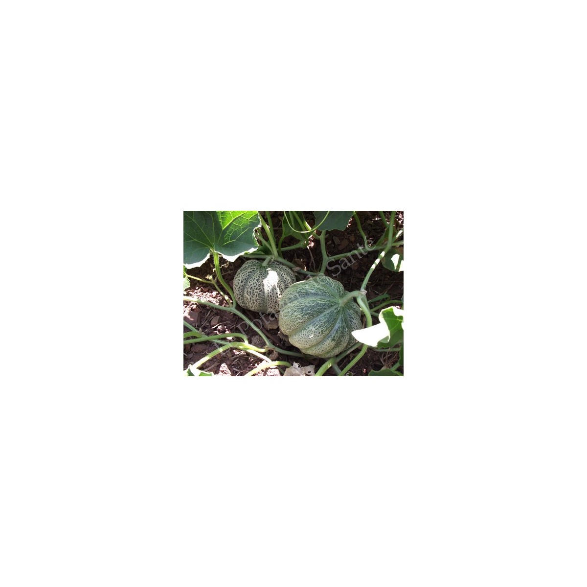Melon bio variété ancienne reproductible résistant à la sécheresse