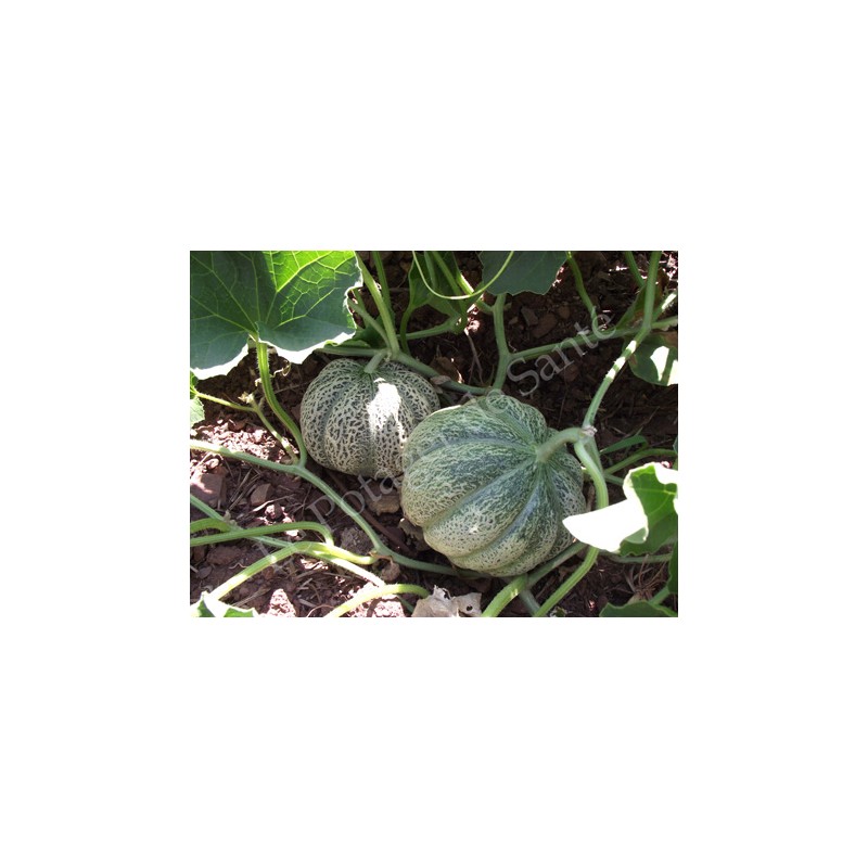 Melon bio variété ancienne reproductible résistant à la sécheresse