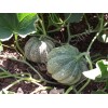 Melon bio variété ancienne reproductible résistant à la sécheresse