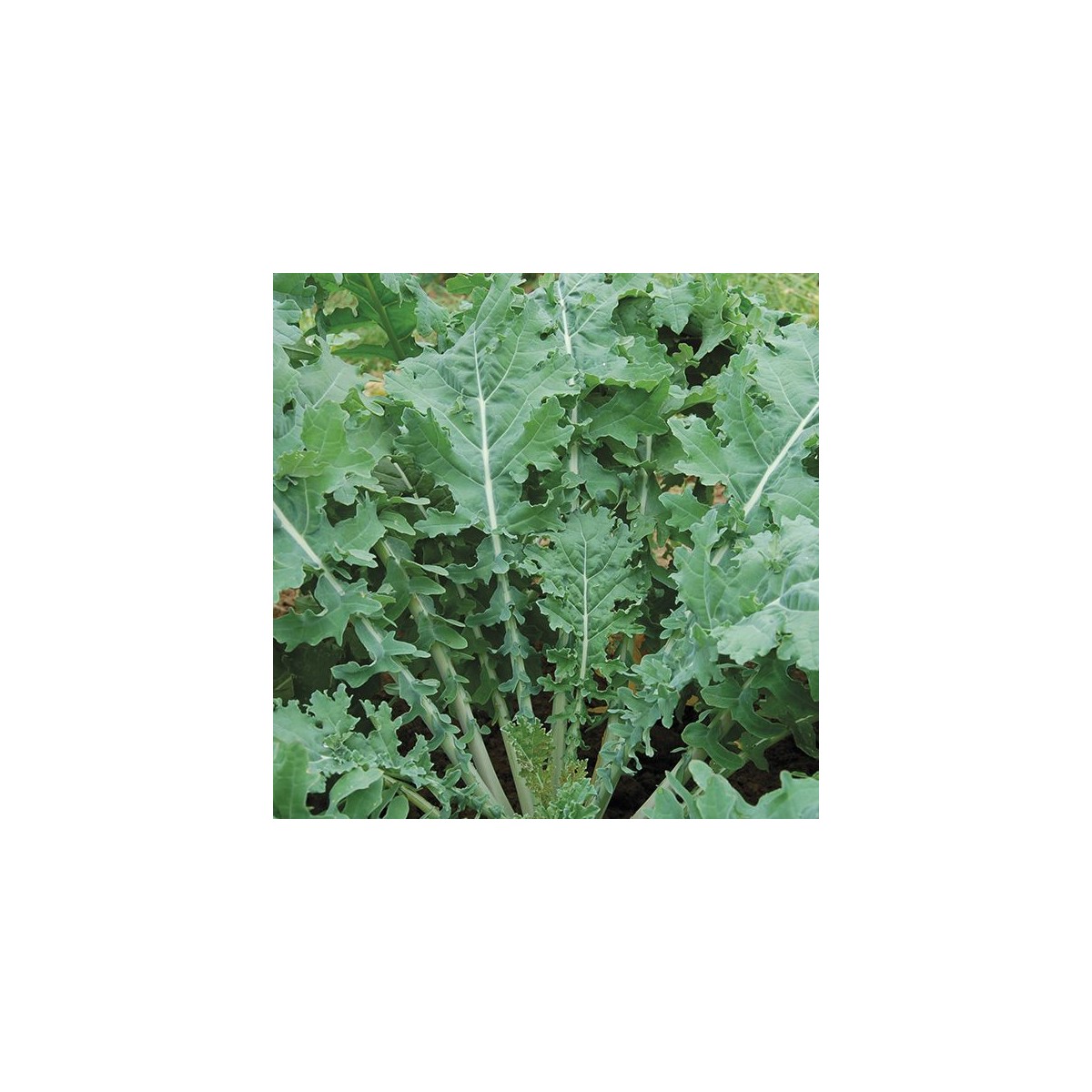 Chou Kale blanc de Russie