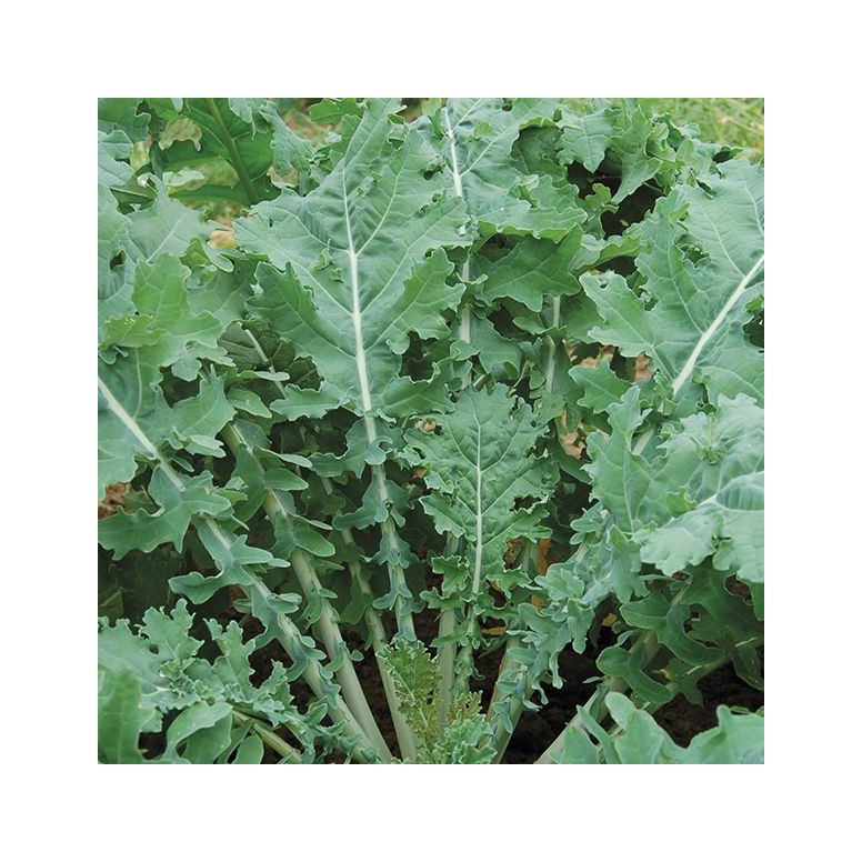 Chou Kale blanc de Russie