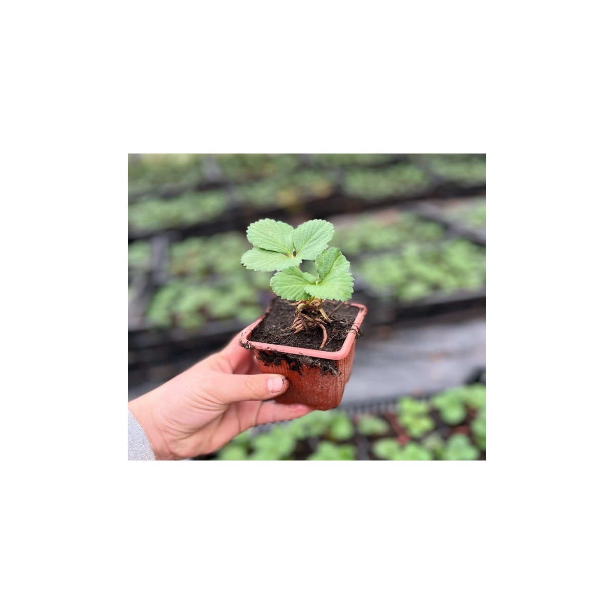 Assortiment de 12 plants de fraisiers Cirafine bio : Saveurs et fraîcheur au jardin