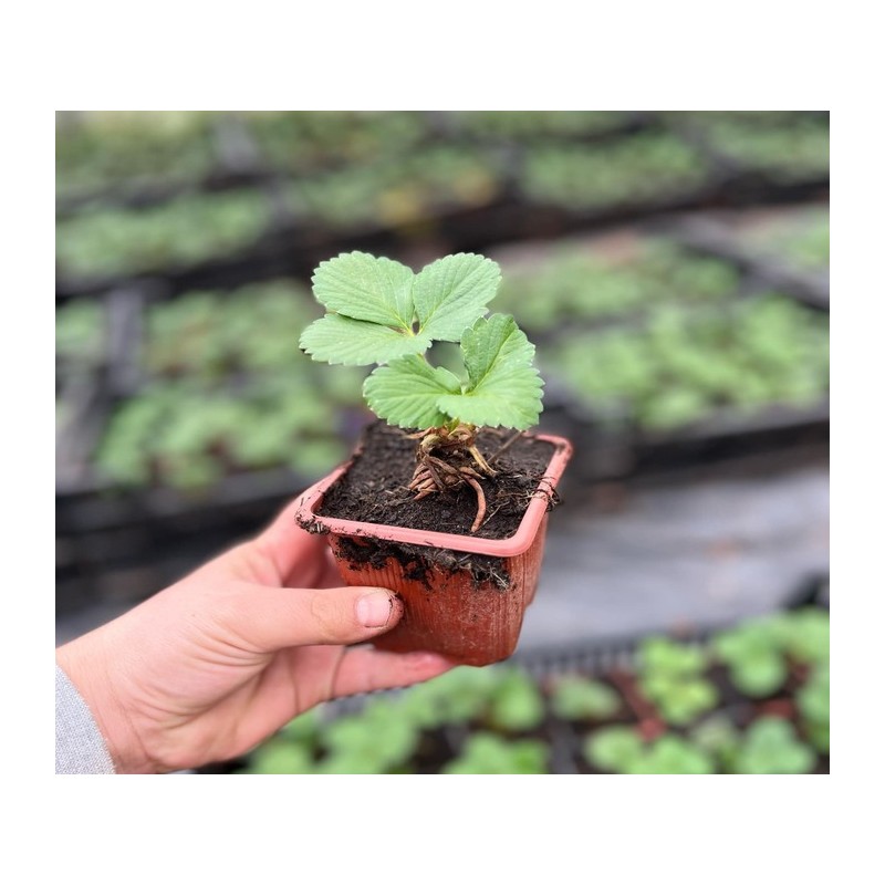 Assortiment de 12 plants de fraisiers Cirafine bio : Saveurs et fraîcheur au jardin