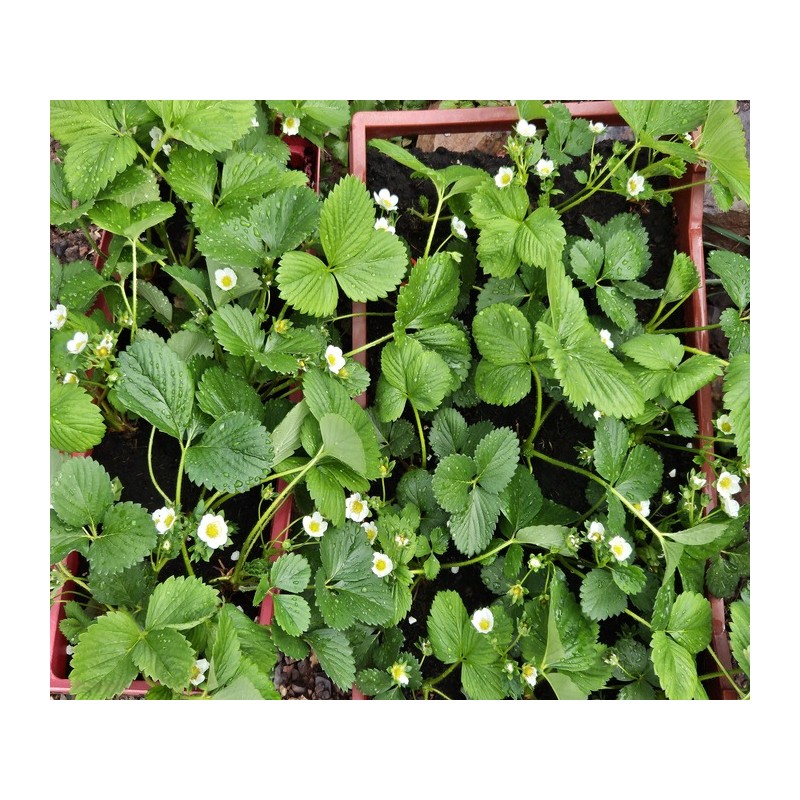 Assortiment de 12 plants de fraisiers Cirafine bio : Saveurs et fraîcheur au jardin
