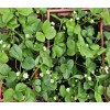 Assortiment de 12 plants de fraisiers Cirafine bio : Saveurs et fraîcheur au jardin