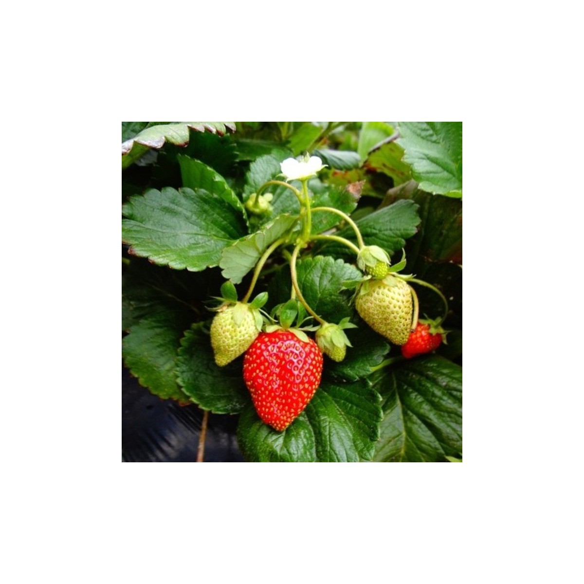 Assortiment de 12 plants de fraisiers Cirafine bio : Saveurs et fraîcheur au jardin