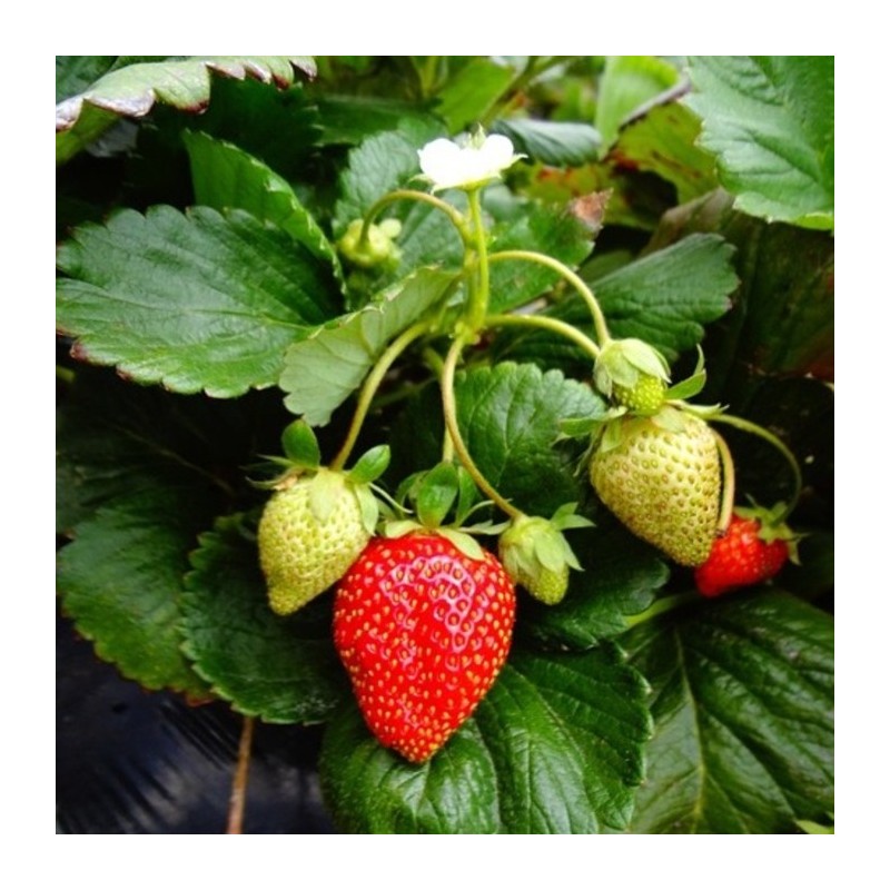 Assortiment de 12 plants de fraisiers Cirafine bio : Saveurs et fraîcheur au jardin