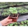 Assortiment de 12 plants de fraisiers Guariguette bio : Saveurs et fraîcheur au jardin