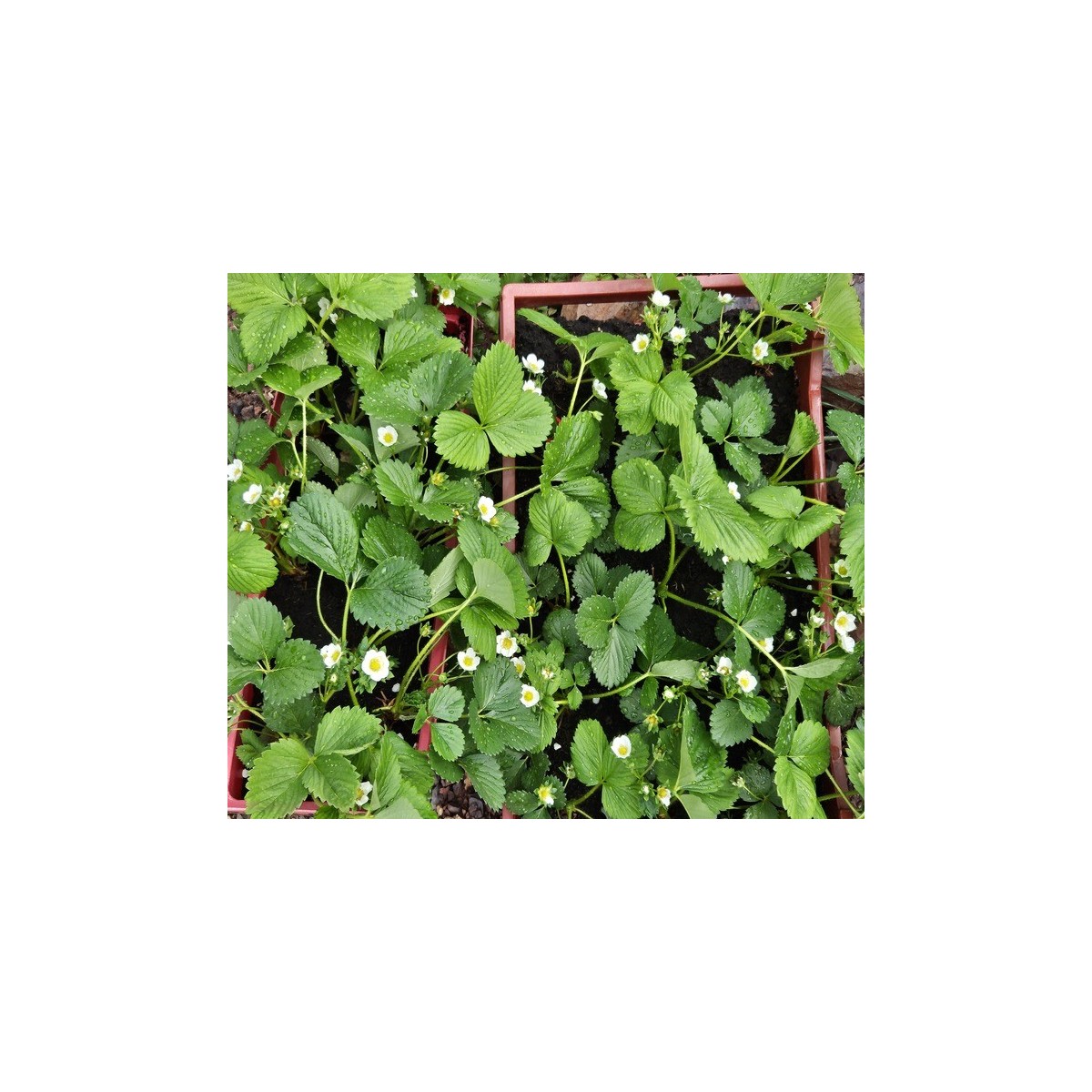 Assortiment de 12 plants de fraisiers Guariguette bio : Saveurs et fraîcheur au jardin