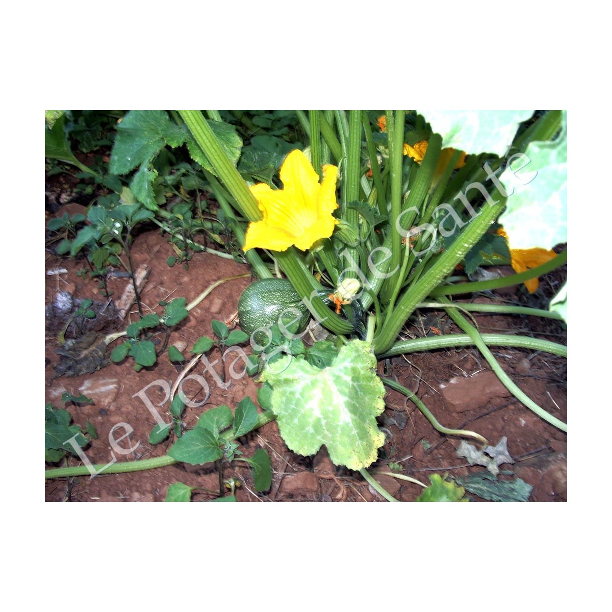 Courgette Ronde de Nice semences biologiques