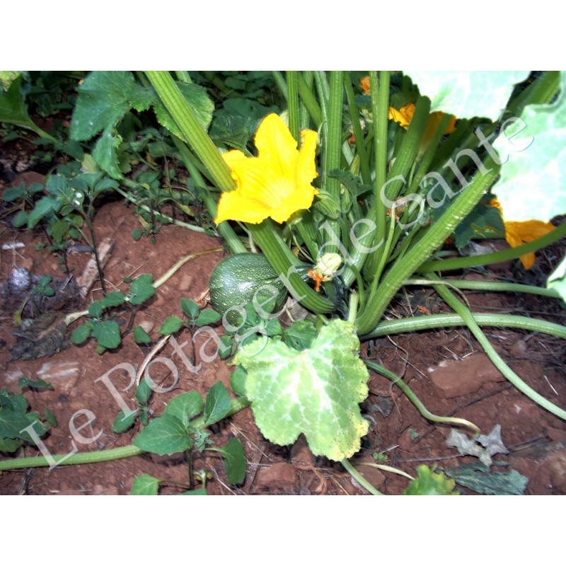 Courgette Ronde de Nice semences biologiques
