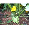 Courgette Ronde de Nice semences biologiques