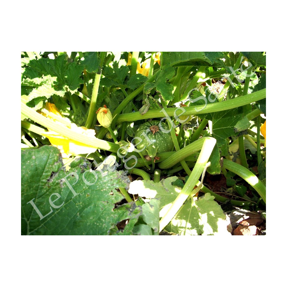 Courgette Ronde de Nice semences biologiques