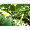 Courgette Ronde de Nice semences biologiques