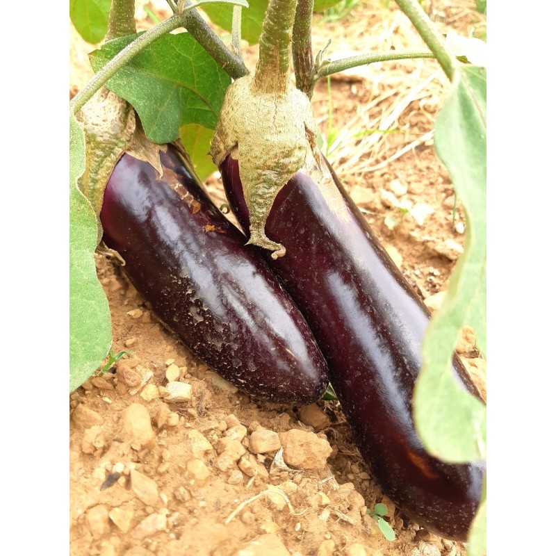 Aubergine longue violette de Barbentane graines bio