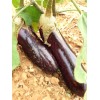 Aubergine longue violette de Barbentane graines bio