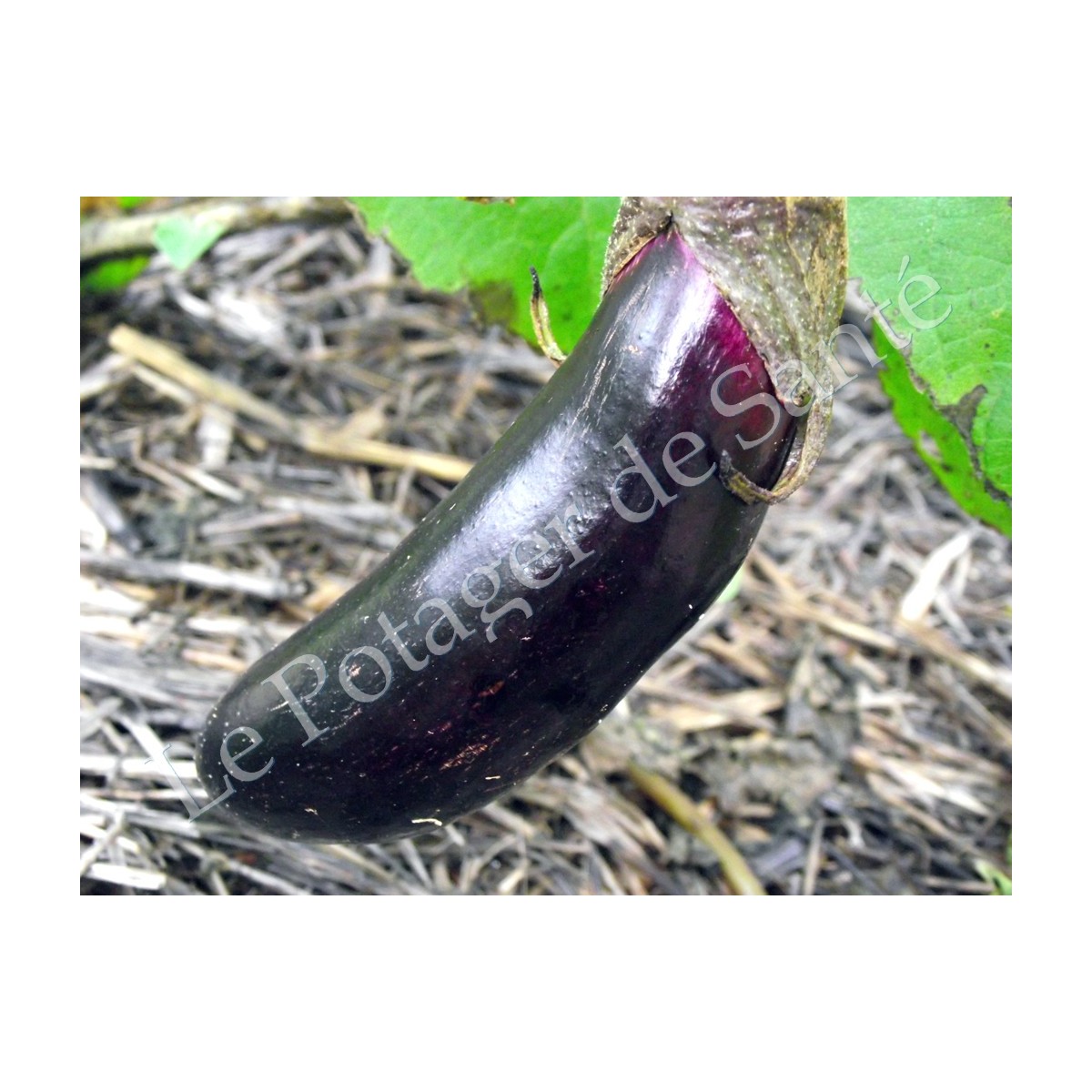 Aubergine longue violette de Barbentane graines bio