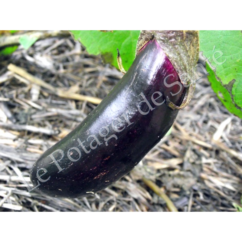 Aubergine longue violette de Barbentane graines bio