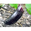 Aubergine longue violette de Barbentane graines bio