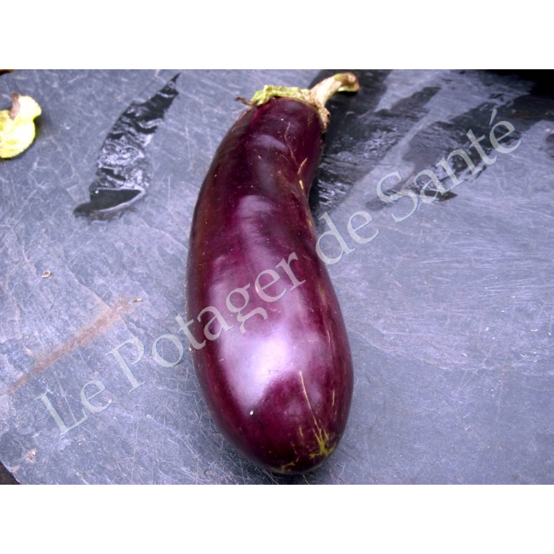 Aubergine longue violette de Barbentane graines bio