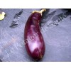 Aubergine longue violette de Barbentane graines bio