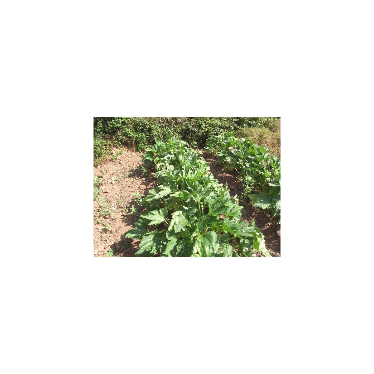 Culture de courgette